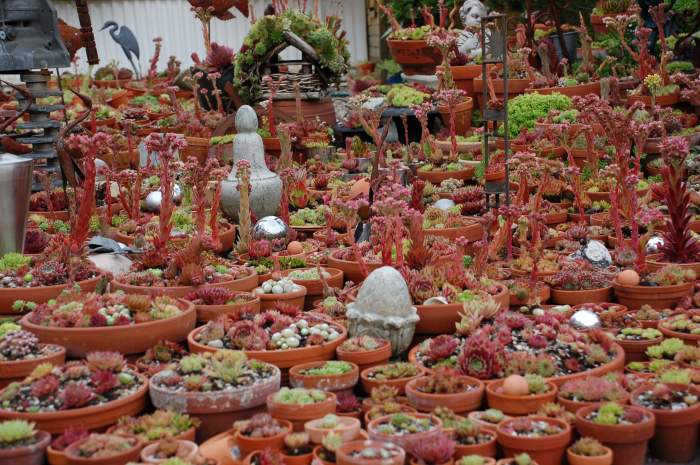 Sempervivum Dachwurz Hauswurz